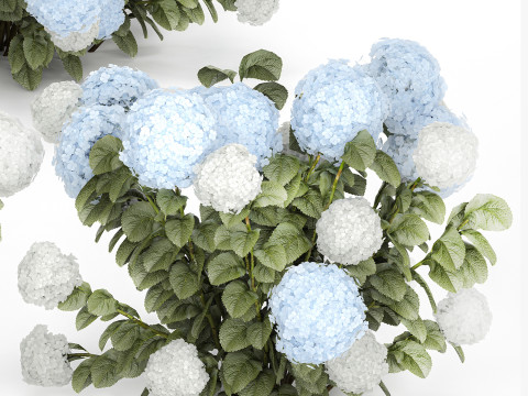 Bushes White Blue Hydrangea With Flowers Garden 1483 3D Model