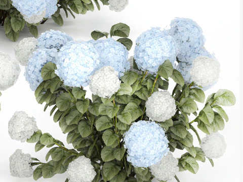 Struiken Wit Blauwe Hortensia Met Bloementuin 1483 3D Model