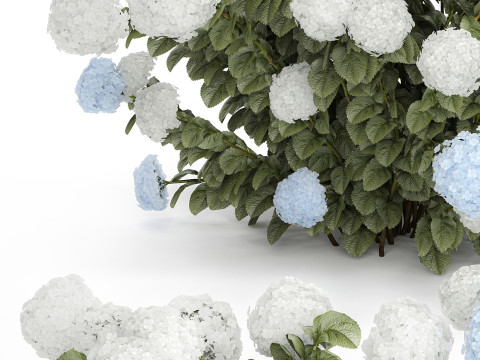 Bushes White Blue Hydrangea With Flowers Garden 1483 3D Model