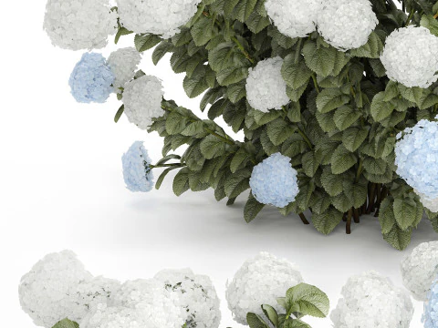 Struiken Wit Blauwe Hortensia Met Bloementuin 1483 3D Model