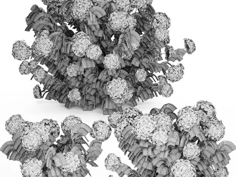 Struiken Wit Blauwe Hortensia Met Bloementuin 1483 3D Model