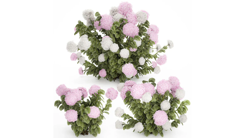 Struiken Wit Roze Hortensia Bloemen Voor Tuin 1484 3D Model .c4d .max .obj .3ds .fbx .stl .blend 
