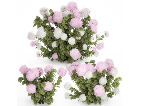 Bushes White Pink Hydrangea Flowers For Garden 1484 3D 모델