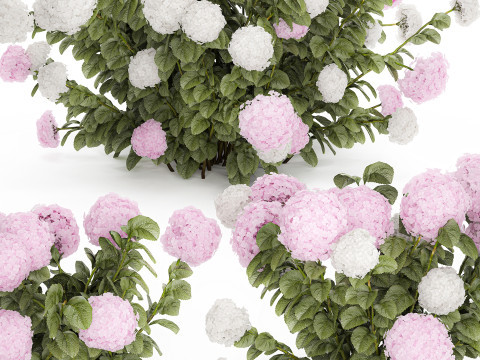 Bushes White Pink Hydrangea Flowers For Garden 1484 3D Model