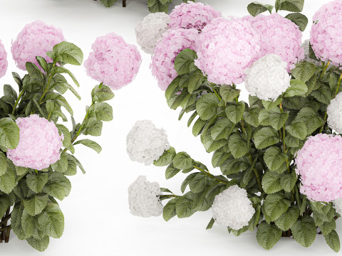 Bushes White Pink Hydrangea Flowers For Garden 1484 3D Model