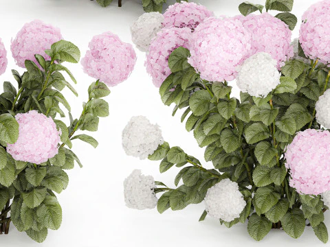 Struiken Wit Roze Hortensia Bloemen Voor Tuin 1484 3D Model
