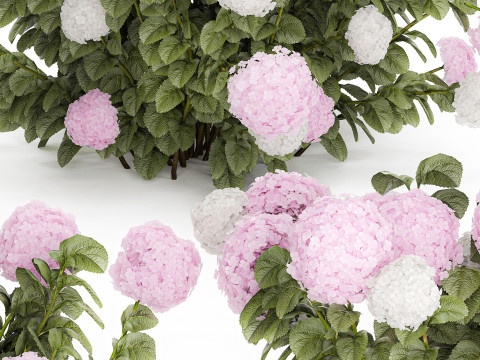 Bushes White Pink Hydrangea Flowers For Garden 1484 3D Model