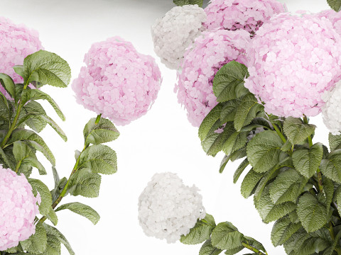 Bushes White Pink Hydrangea Flowers For Garden 1484 3D Model