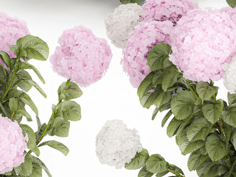 Struiken Wit Roze Hortensia Bloemen Voor Tuin 1484 3D Model