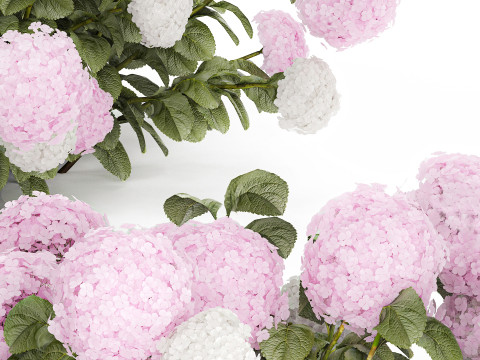 Bushes White Pink Hydrangea Flowers For Garden 1484 3D Model