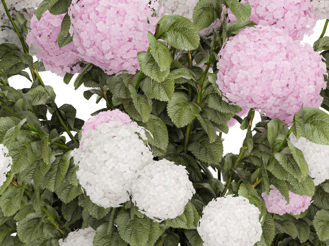 Bushes White Pink Hydrangea Flowers For Garden 1484 3D Model