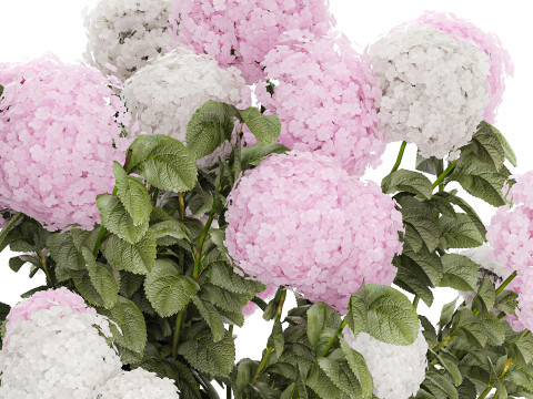 Bushes White Pink Hydrangea Flowers For Garden 1484 3D Model