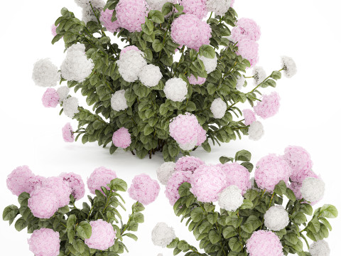 Bushes White Pink Hydrangea Flowers For Garden 1484 3D Model