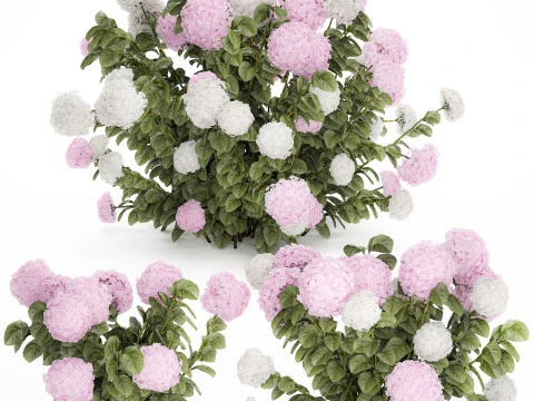Struiken Wit Roze Hortensia Bloemen Voor Tuin 1484 3D Model