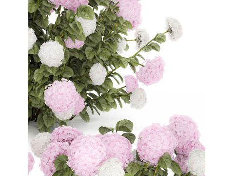 Bushes White Pink Hydrangea Flowers For Garden 1484 3D Model