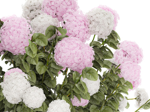 Bushes White Pink Hydrangea Flowers For Garden 1484 3D Model