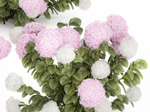 Bushes White Pink Hydrangea Flowers For Garden 1484 3D Model