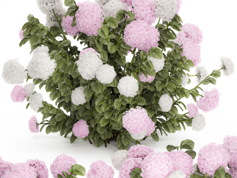 Bushes White Pink Hydrangea Flowers For Garden 1484 3D Model