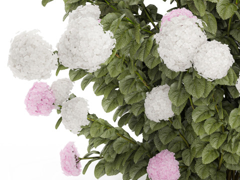 Bushes White Pink Hydrangea Flowers For Garden 1484 3D Model