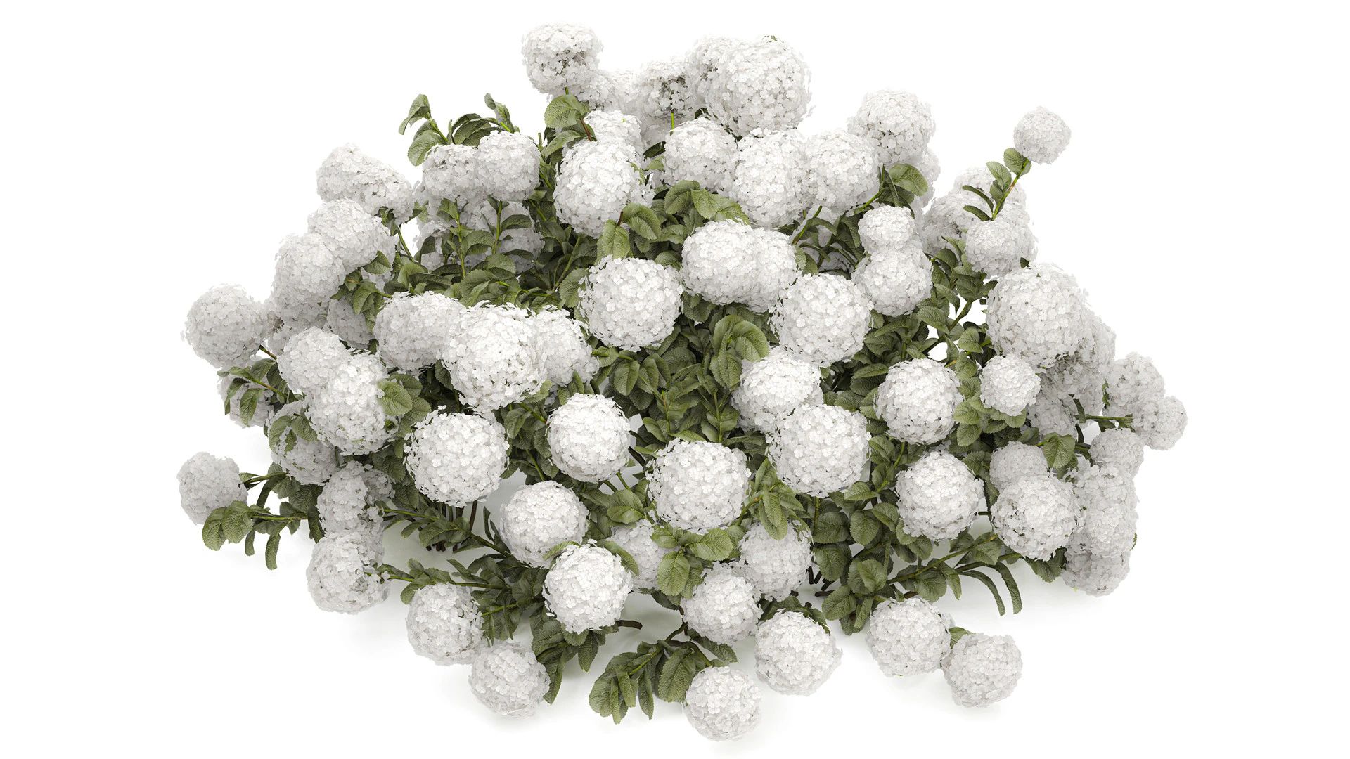 Cespuglio di ortensie bianche in fiore per il giardino 1485 Modello 3D .c4d .max .obj .3ds .fbx .stl .blend