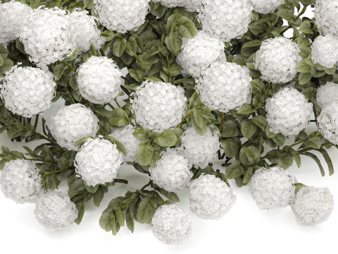 Bush blooming white hydrangea for the garden 1485 Modello 3D