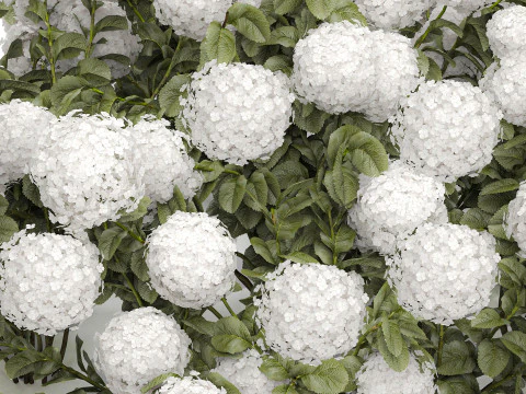 Cespuglio di ortensie bianche in fiore per il giardino 1485 Modello 3D