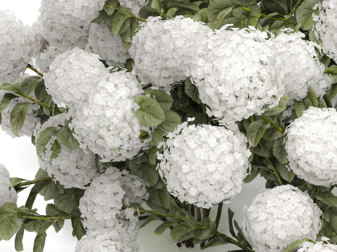 Bush blooming white hydrangea for the garden 1485 Modello 3D