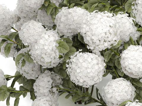 Cespuglio di ortensie bianche in fiore per il giardino 1485 Modello 3D