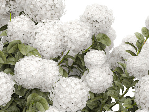 Bush blooming white hydrangea for the garden 1485 Modello 3D