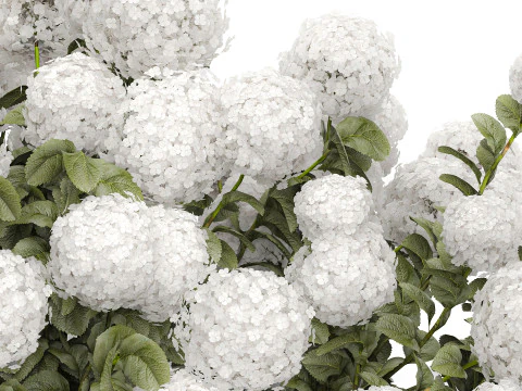 Cespuglio di ortensie bianche in fiore per il giardino 1485 Modello 3D