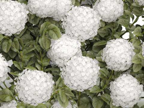 Bush blooming white hydrangea for the garden 1485 Modello 3D