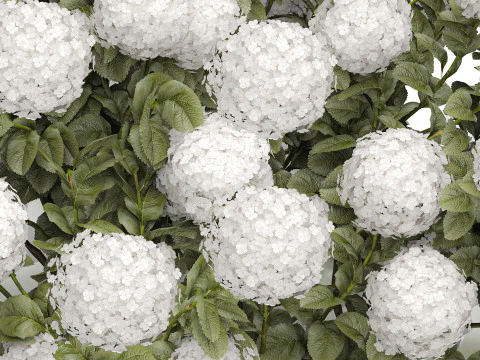 Cespuglio di ortensie bianche in fiore per il giardino 1485 Modello 3D