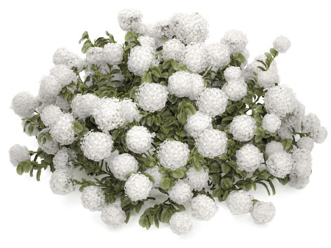 Bush blooming white hydrangea for the garden 1485 Modello 3D