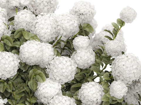Bush blooming white hydrangea for the garden 1485 Modello 3D