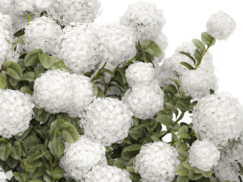 Cespuglio di ortensie bianche in fiore per il giardino 1485 Modello 3D