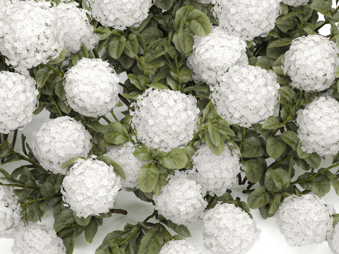 Bush blooming white hydrangea for the garden 1485 Modello 3D