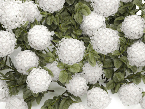 Cespuglio di ortensie bianche in fiore per il giardino 1485 Modello 3D