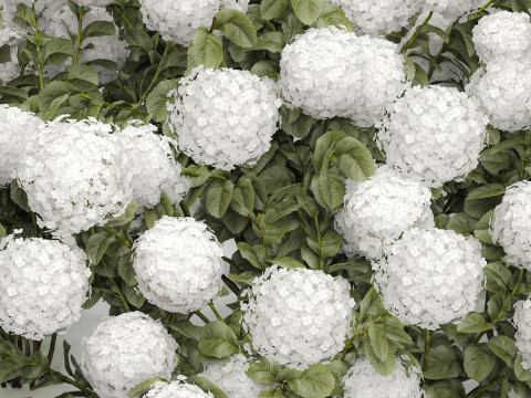 Bush blooming white hydrangea for the garden 1485 Modello 3D
