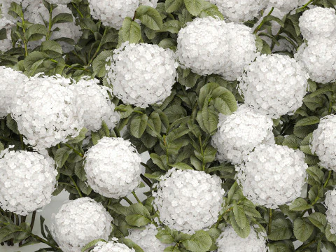 Cespuglio di ortensie bianche in fiore per il giardino 1485 Modello 3D