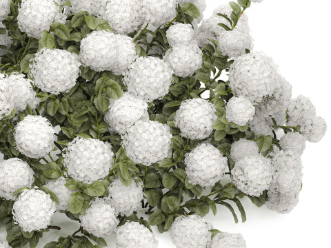 Bush blooming white hydrangea for the garden 1485 Modello 3D