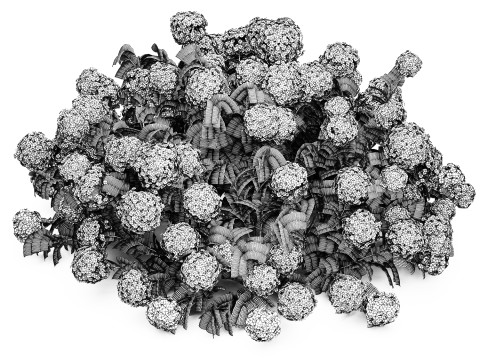 Bush blooming white hydrangea for the garden 1485 Modello 3D