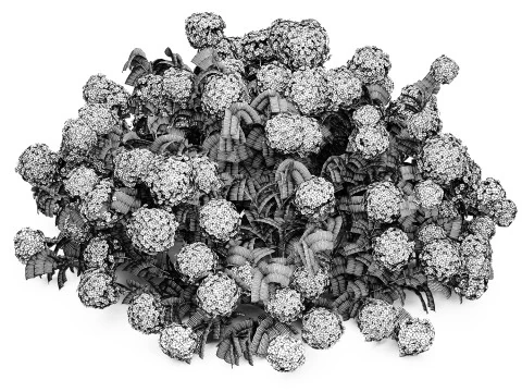 Cespuglio di ortensie bianche in fiore per il giardino 1485 Modello 3D
