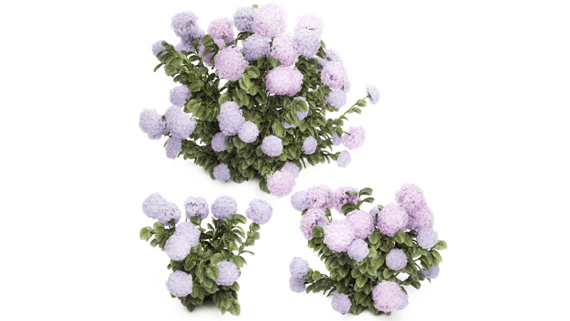 Set bushes lilac pink hydrangea with flowers for the garden 1486 Modello 3D .c4d .max .obj .3ds .fbx .stl .blend