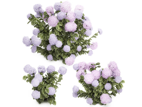 Set bushes lilac pink hydrangea with flowers for the garden 1486 3D Model