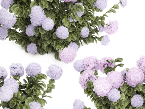 Ensemble de buissons d'hortensia rose lilas avec fleurs pour le jardin 1486 Modèle 3D
