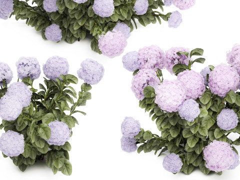 Set bushes lilac pink hydrangea with flowers for the garden 1486 Modello 3D