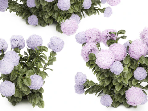 Ensemble de buissons d'hortensia rose lilas avec fleurs pour le jardin 1486 Modèle 3D