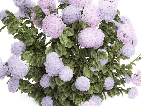 Set bushes lilac pink hydrangea with flowers for the garden 1486 Modello 3D