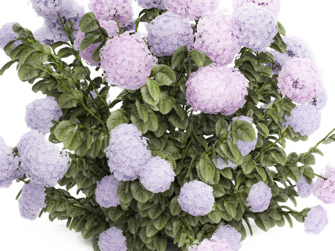 Ensemble de buissons d'hortensia rose lilas avec fleurs pour le jardin 1486 Modèle 3D