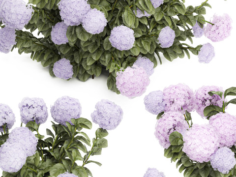 Set bushes lilac pink hydrangea with flowers for the garden 1486 Modello 3D